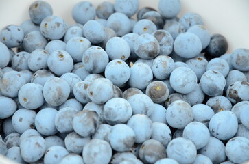 Blue and tart tasting blackthorn berries.