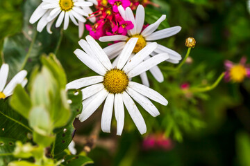 Garden daisies on a natural background