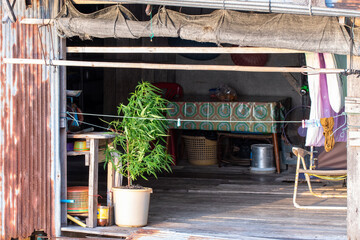 Sunbathing of home plants (after cannabis decriminalisation). Ko Lanta Old Town, Krabi Province, Thailand.