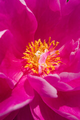 Pink peony flower is in bloom in the peony garden.
The name of this peony is Sarah Bernhardt.
Scientific name is Paeonia lactiflora.