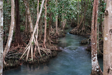 Mangrove forest on the bank of the creek. Klong Song Nam park, Krabi Province, Thailand.