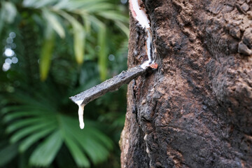Natural rubber (latex) flows down the gutter into the collector. Thailand.