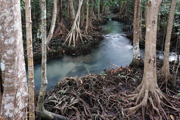 Mangrove forest and small creek on cloudy day. Klong Song Nam, Krabi Province, Thailand.