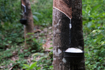 Collecting natural rubber. Latex flows down the gutter into the collector. Thailand.