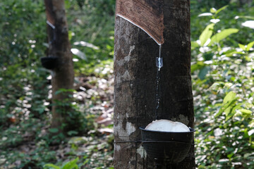 Collecting natural rubber. Latex drips down the gutter into the collector. Thailand.