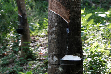 Latex drips down the gutter into the collector on sunny day. Thailand.