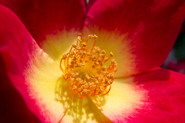 The name of this rose is "Cocktail". 