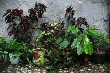 various kinds of ornamental plants in pots in the front yard of the house