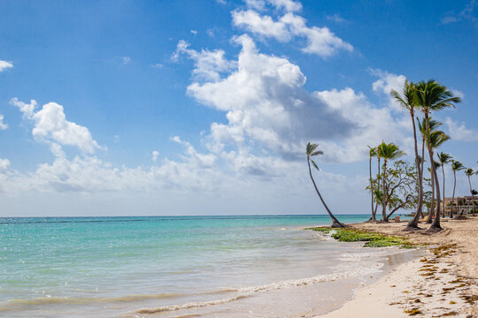 Palmera torcida en la Playa Juanillo, Punta Cana - Rep&uacute;blica Dominicana