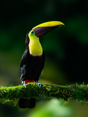 Yellow-throated Toucan portrait on mossy stick against dark green background