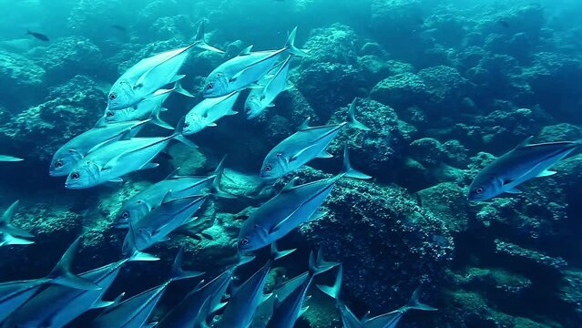School of fish of one species underwater. Underwater marine life of sea creatures in Pacific Ocean. Galapagos Islands Group.