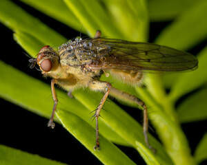 Macrophotography of a Yellow Dung Fly (Scathophaga stercoraria) covered by raindrops. Extremely close-up and details.