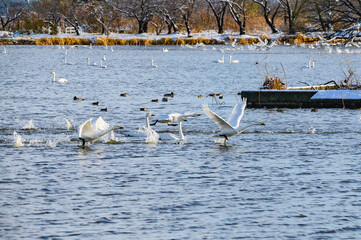 助走する白鳥