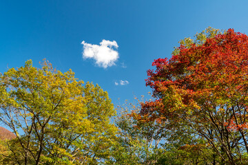 谷川岳の紅葉