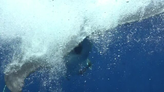 Humpback whale under pure transparent water in Pacific Ocean in Tonga Polynesia.