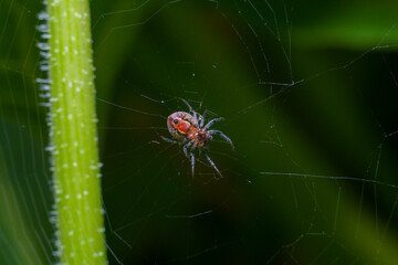 Alpaida versicolor spider on its web
