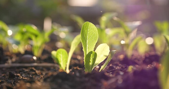 Salad growing in the garden, young salad against the morning sun.