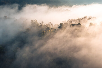 Forest and fog in the morning, high angle view