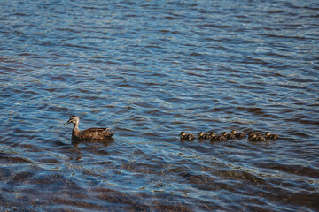 duck and ducklings