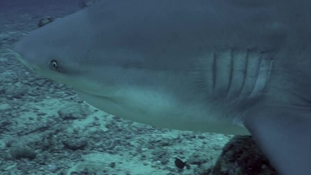 Diving with Gray bull sharks underwater ocean of Tonga. Sharks Carcharhinus leucas in underwater marine wildlife of Pacific Ocean.