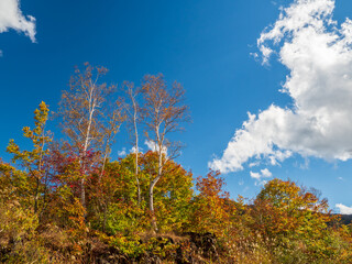 Obraz premium 秋の乗鞍高原