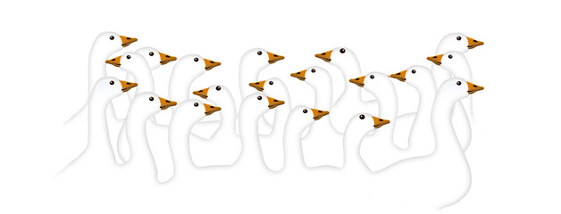 Twenty white geese are on alery in this graphic portrait of domestic geese on a snow and blue sky background.