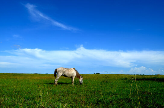 Caballo comiendo pasto en llanura con cielo azul 