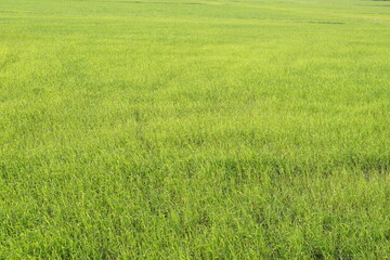 Fototapeta na wymiar Green rice in the field