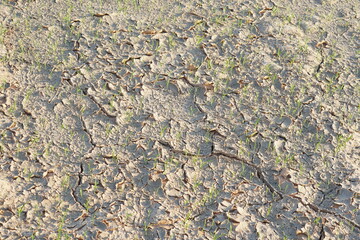 Rice fields are cracked by drought.
