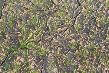 Rice fields are cracked by drought.
