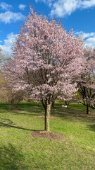 tree in bloom