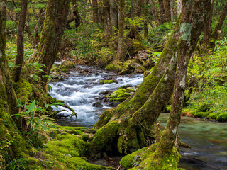Obraz premium 秋の上高地・岳沢湿原