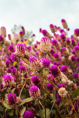 Fototapeta premium Purple flowers in spring
