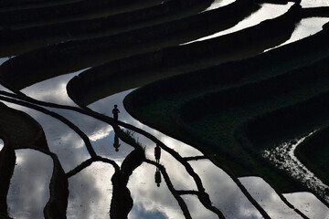 terraces