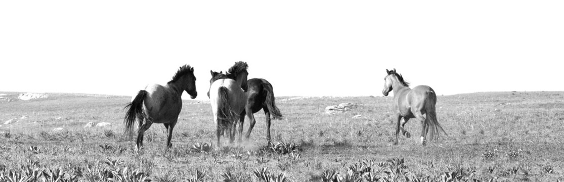 Herd of wild horse mustangs running on  Pryor Mountain in Wyoming in the United States - black and white