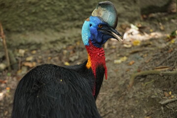 cassowary portrait