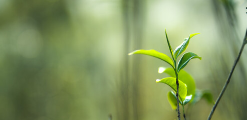 Fototapeta na wymiar fresh green tea leaves in nature