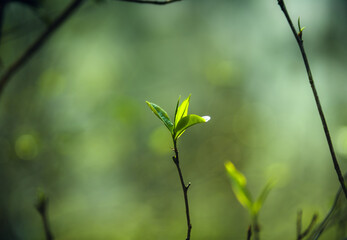 fresh green tea leaves in nature
