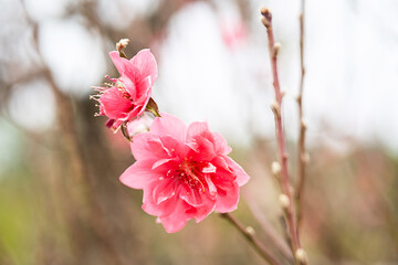 Peach flower symbol of Lunar New Year. Close up of tiny pink flower in garden.
