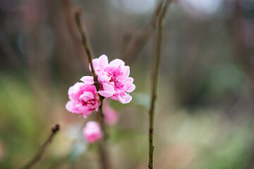 Peach flower symbol of Lunar New Year. Close up of tiny pink flower in garden.