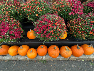 pumpkins and chrysanthemum on display in the fall