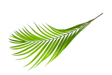 tropical palm leaf isolated on white background, summer background