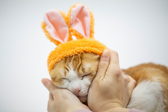 cat dressing costume with bunny ears
