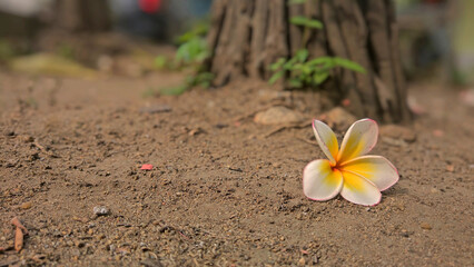 A white yellow Plumeria flower on ground with blur garden in background