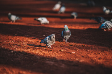 Doves In The Park