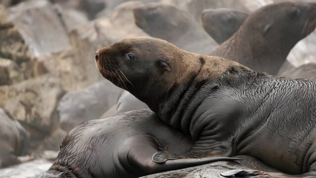 Cub seals on stones of rock on coast of Sea of Okhotsk. Steller's northern sea lion Eumetopias jubatus marine mammal animal.