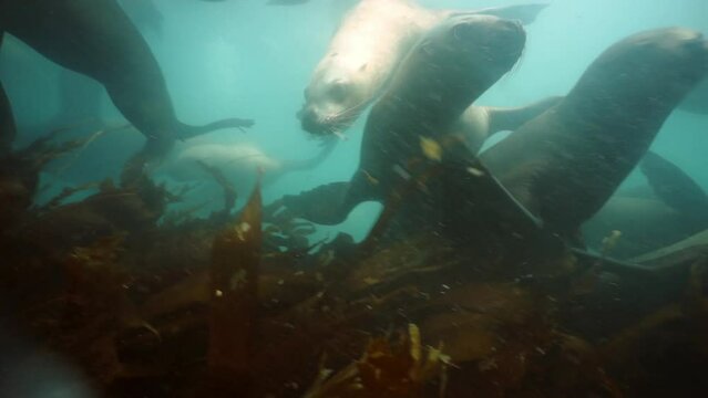 Group of Seals underwater of Sea of Okhotsk. Family of northern sea lion marine mammal animal underwater in muddy cold water wild nature. Concept of pinniped animals underwater.