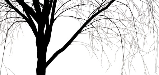 A willow trees without leaves is seen in the winter in an illustration on a transparent background. © Rob Goebel