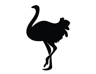 ostrich silhouette isolated on white - obrazy, fototapety, plakaty