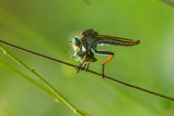  A robber fly from the family asilidae eat a stink bug with rim light and bokeh background